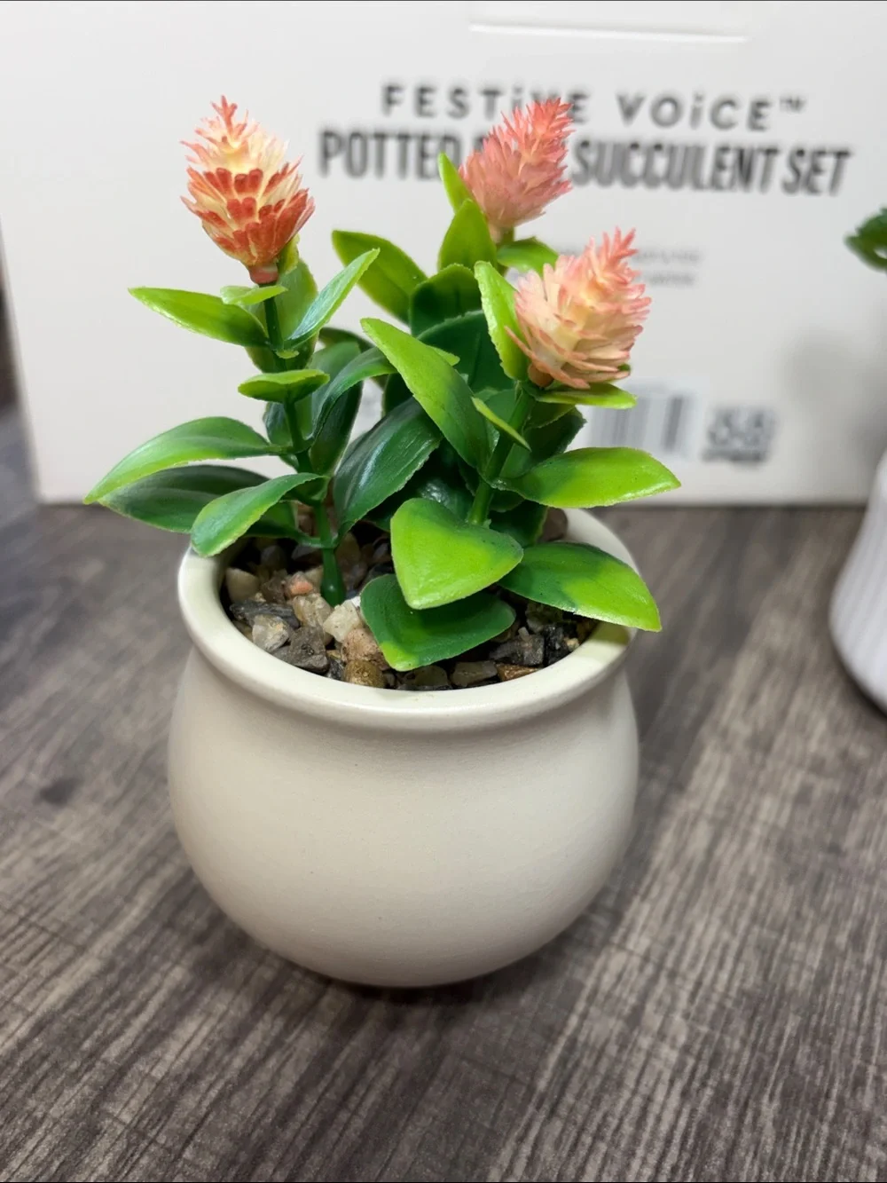 Festive Voice Faux Succulent Potted Set